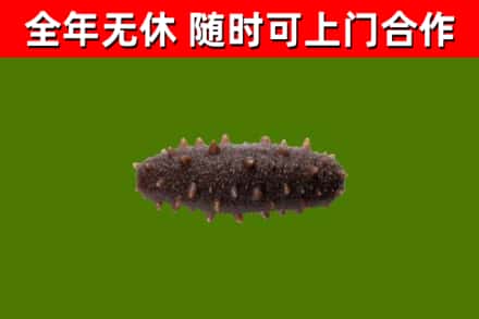 松北区烟酒回收干海参.jpg